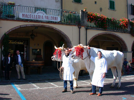 Falorni Chianina beef The cattle are literally paraded around