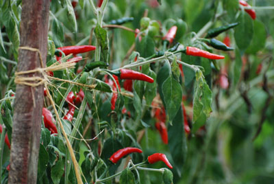 Peperoncini in Americo Quattrociocchi's garden