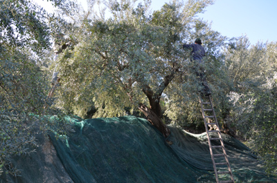 Olive harvest at Agrestis