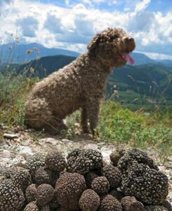 A truffle dog with its precious prey.