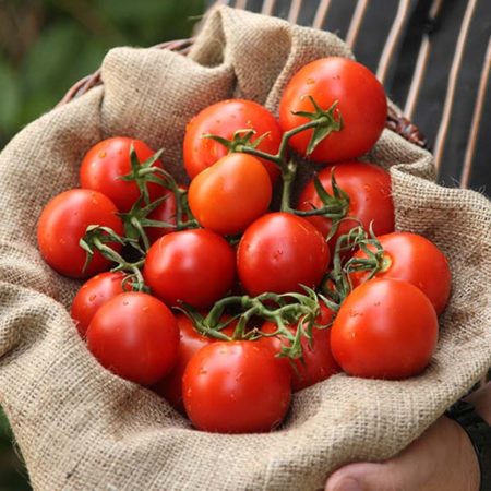 Lycopene in tomatoes